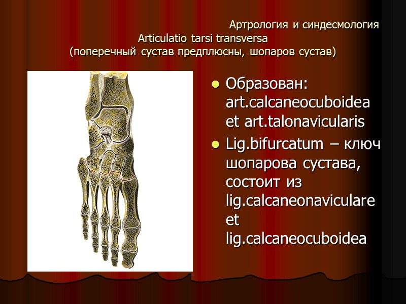 Артрология и синдесмология Articulatio tarsi transversa  (поперечный сустав предплюсны, шопаров сустав) Образован: art.calcaneocuboidea